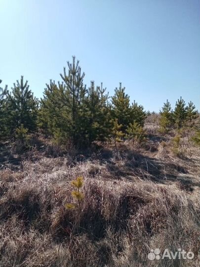 Саженцы сосны 100 соток