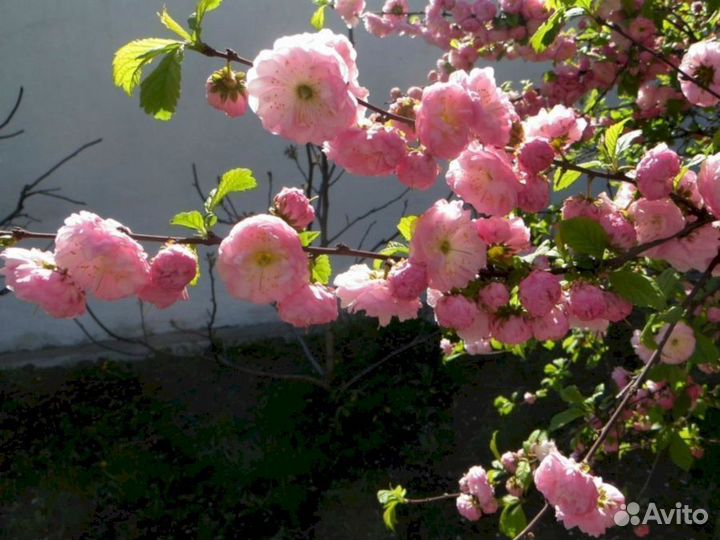 Луизеания - Миндаль Снега Уимуры