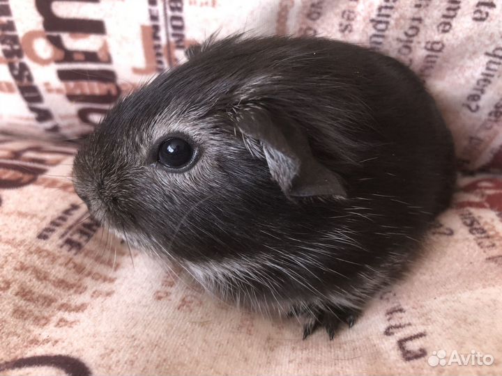 Морская свинка