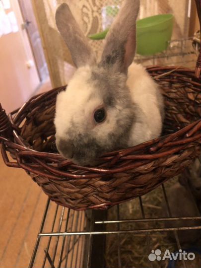Декоративные кролики