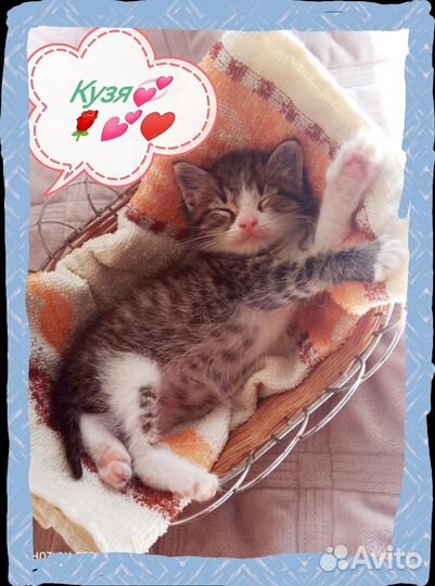 Котик 1 месяц