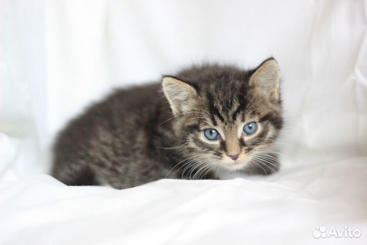 Мужичок пуховичок ищет дом