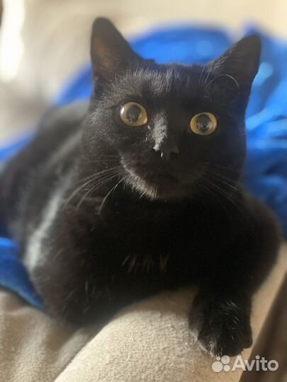 Особенная кошка в дар