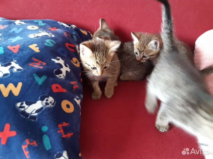 Кошки в добрые руки бесплатно