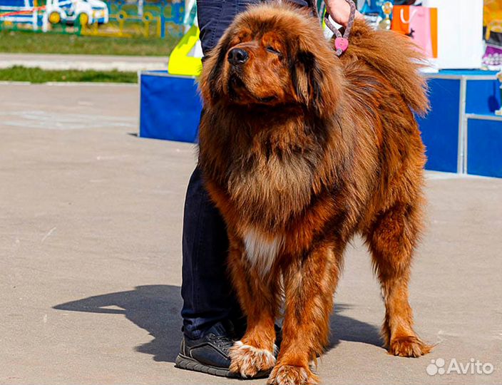 Тибетский мастиф вязка