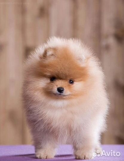 Щенки шпица