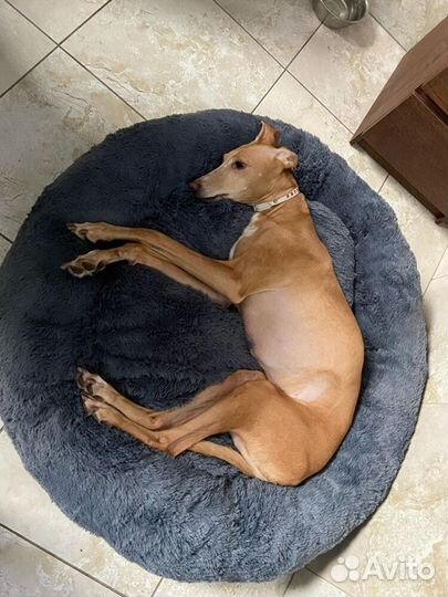 Лежанка для собаки кошки Бесплатная доставка