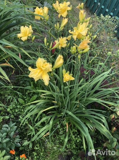 Лилейник махровый Double River Wye