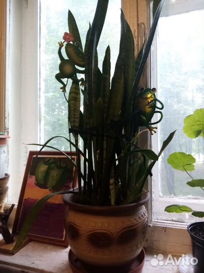 Сансевиерия