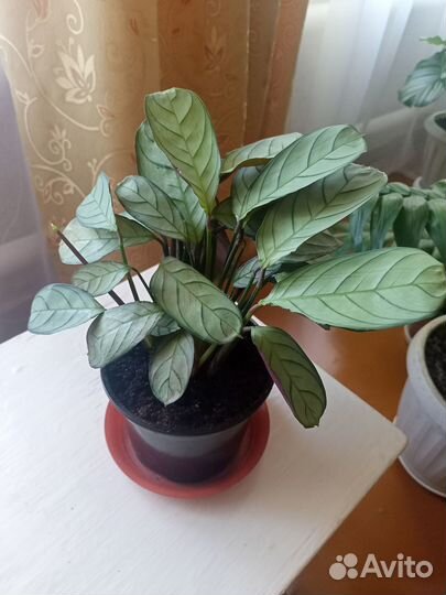 Комнатные растения