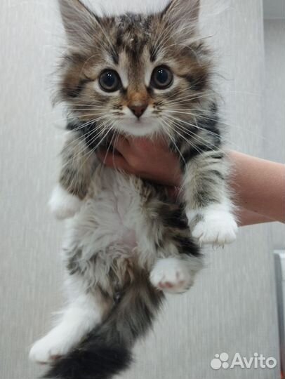 Отдам в добрые руки котенка девочку. Лоток+