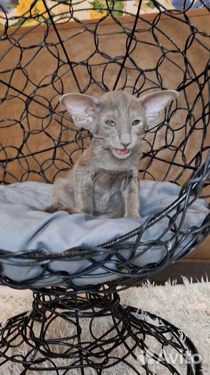 Ориентальные котята с документами