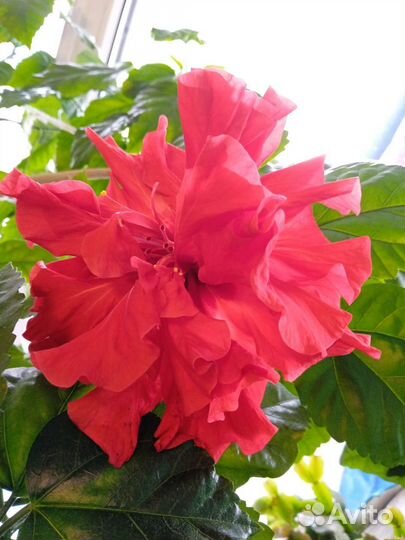 Гибискус (китайская роза)