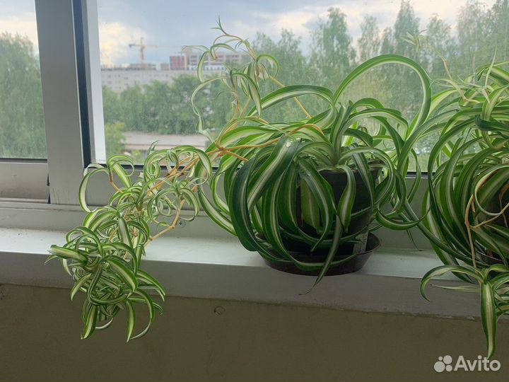 Хлорофитум кудрявый