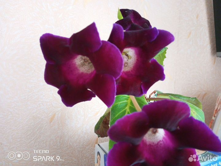 Глоксиния цветущая