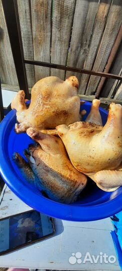 Домашние куры бройлеры