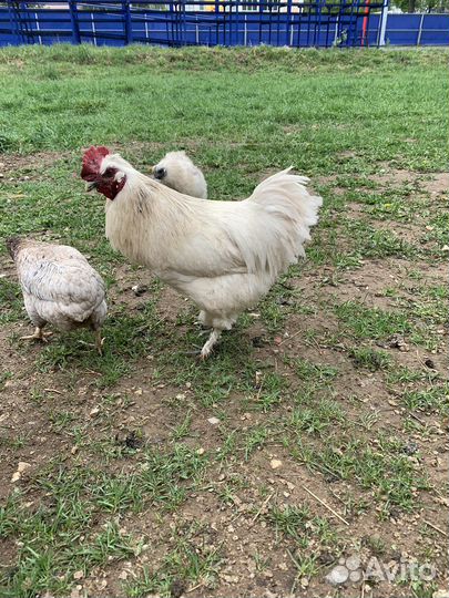 Петух, курица китайские, курица шелковистая