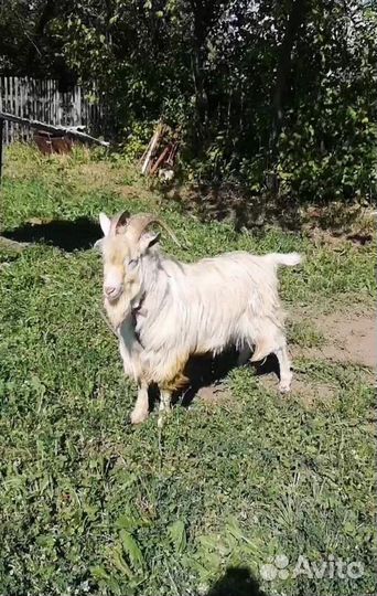 Козел на вязку