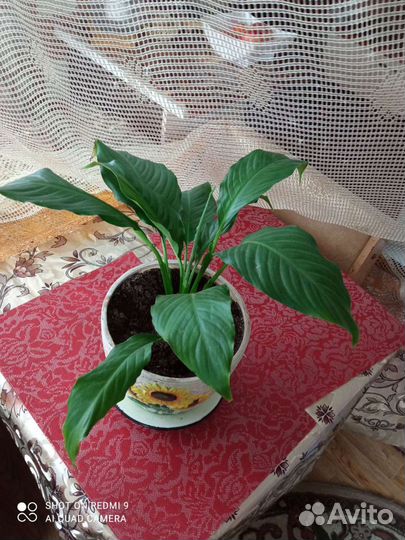 Спатифиллум