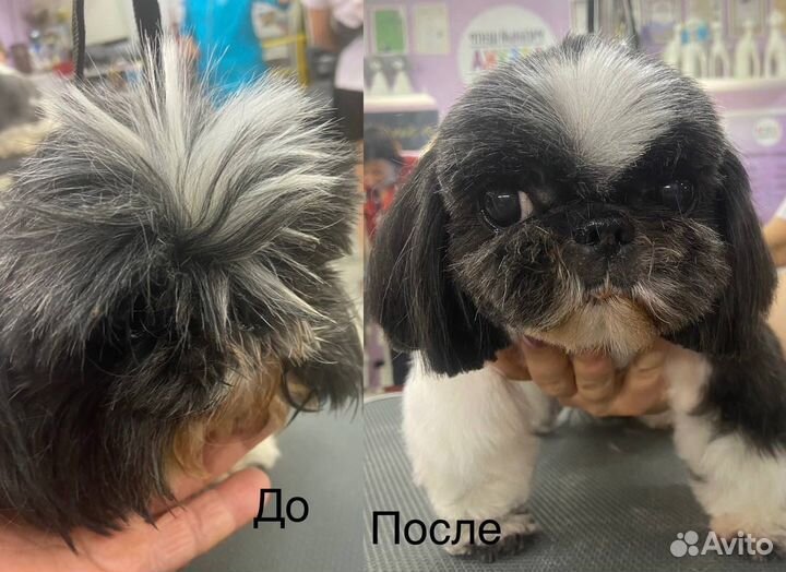 Груминг собак