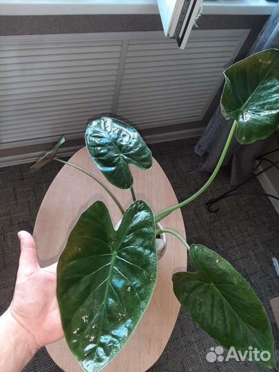 Комнатные растения