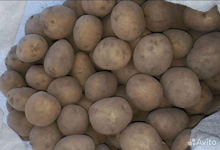 Семенной картофель