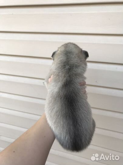 Щенок Хаски