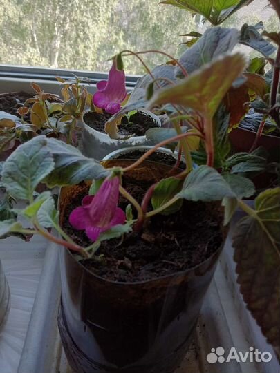 Смитикодония ахименес шефлера фикус