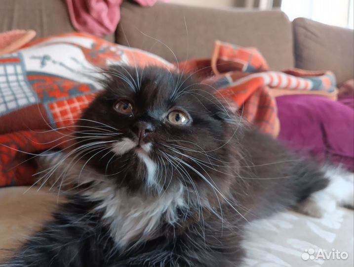 Кошка в дар