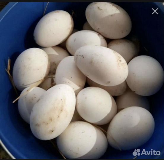 Инкубационное яйцо