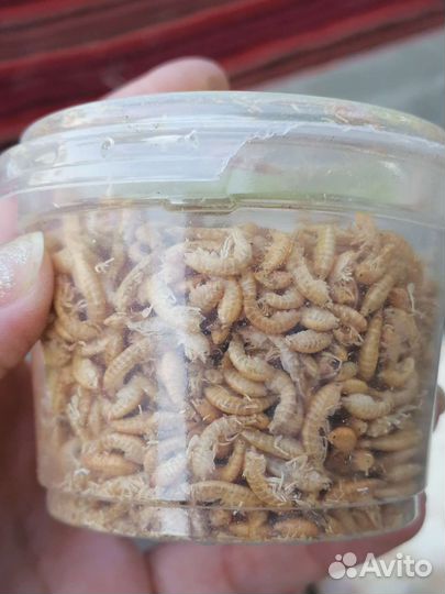 Гаммарус.Корм для рыб, черепах и т.д