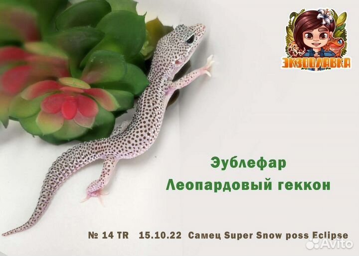 Эублефар Геккон Гемитеконикс