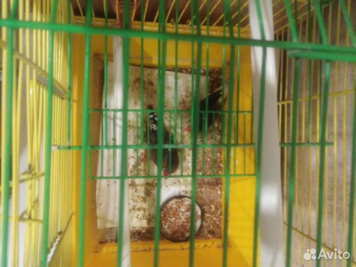 Продам 2 - х амадинов