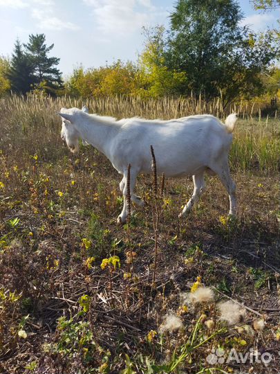 Продаётся козёл