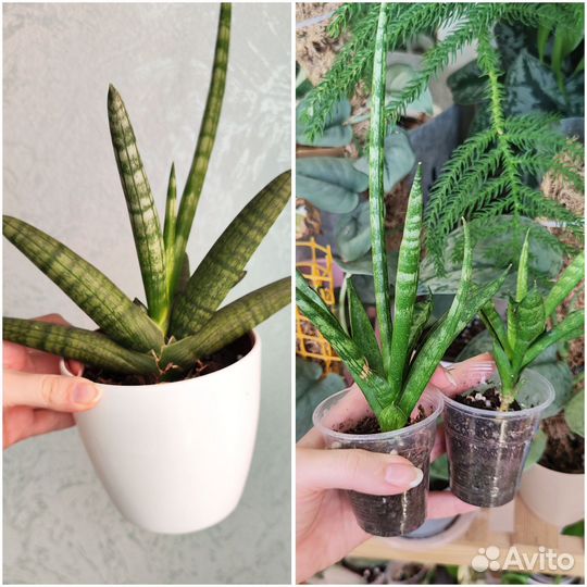 Комнатные растения 2