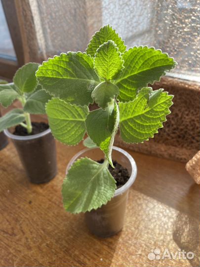 Комнатная мята