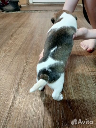 Джек Рассел терьер девочка(рыжая) мальчик(черный)