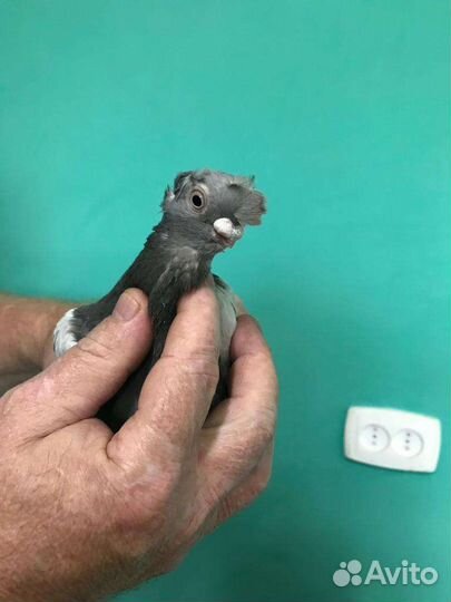 Голуби узбекские