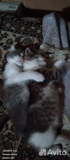 Кошка в дар бесплатно