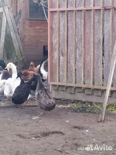 Утки индийский бегунок