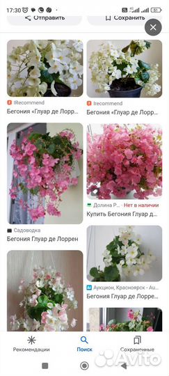 Филодендрон Лировидный