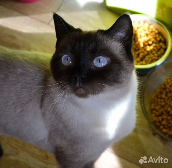 Шотландские кошечки