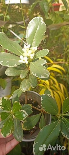 Комнатные экзотические растения