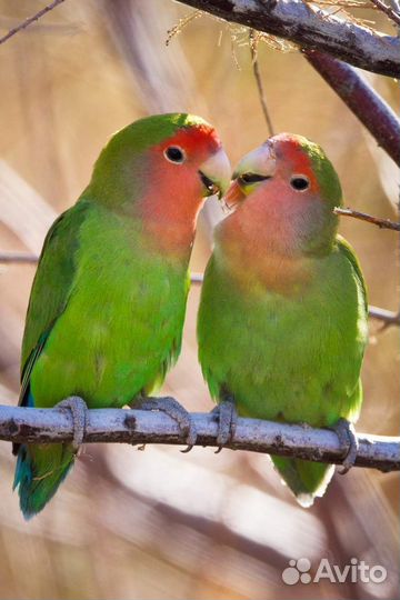 Попугай Неразлучник розовощекий