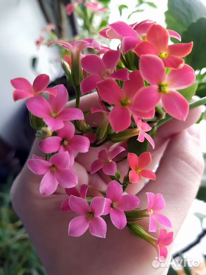 Каланхоэ каландива,Традесканции, Сингониум