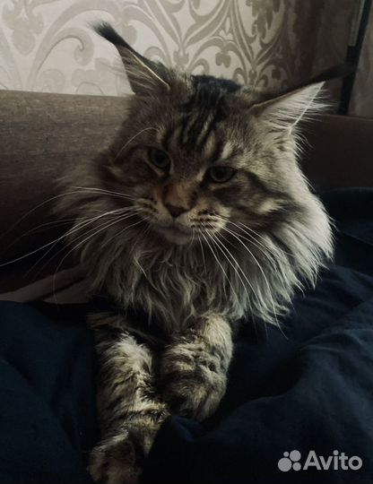 Кот мейн-кун вязка