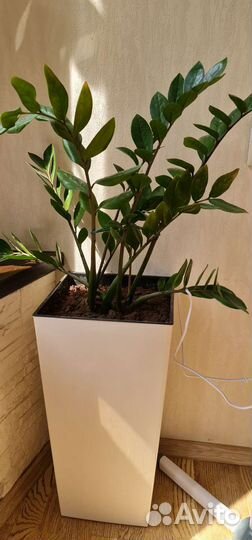 Цветы комнатные в горшках