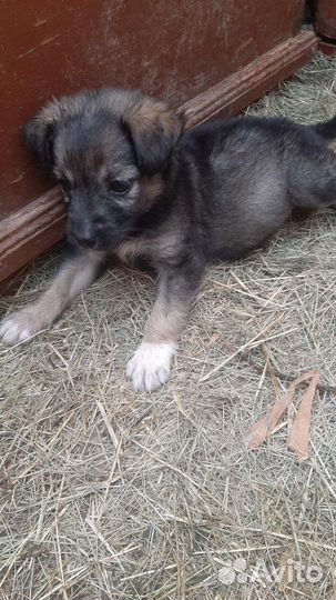 Щенок в добрые руки бесплатно