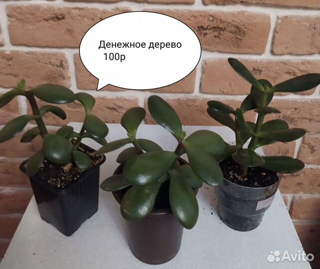 Комнатные цветы/Чайный гриб