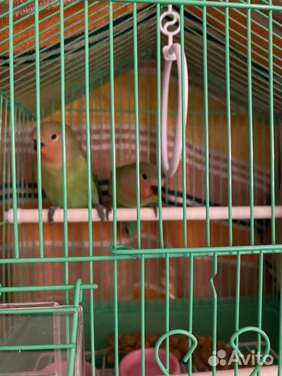 Неразлучник (птинец)